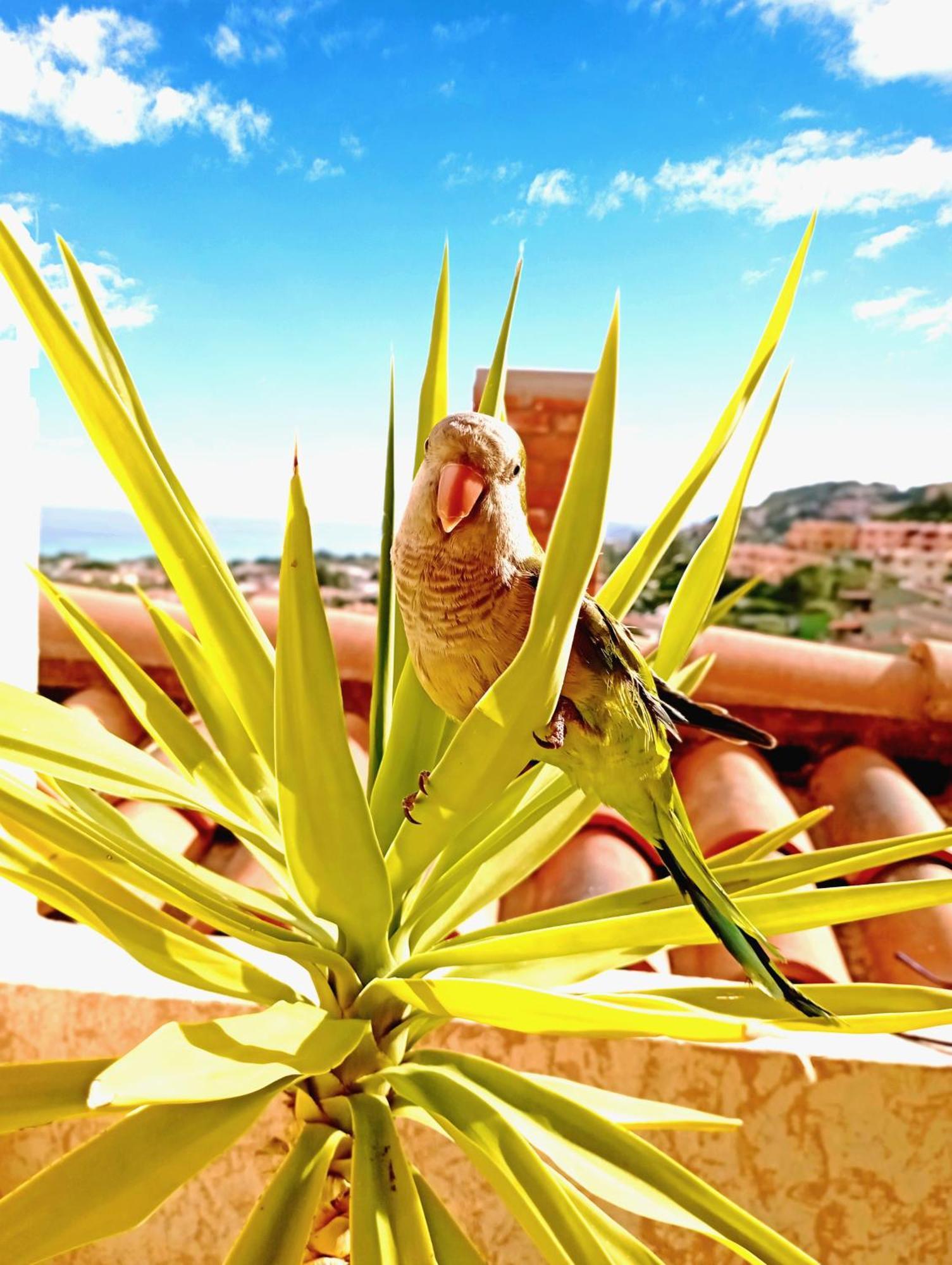Villa Milena Costa Rei Vista Mare מראה חיצוני תמונה